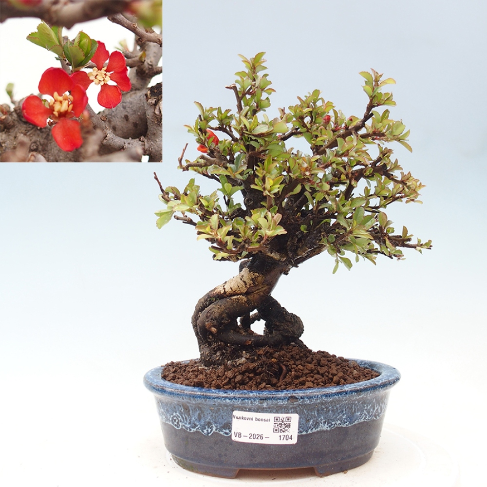 Bonsai zewnętrzne - Chaneomeles speciosa - Pigwa