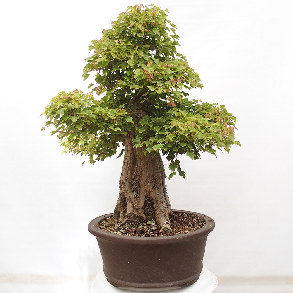 Outdoor bonsai - Maple Buergerianum - Burger Maple