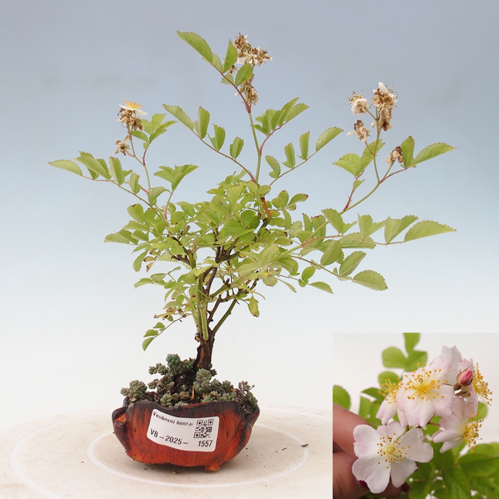 Bonsai na zewnątrz - Rosa sp. - róża drobnokwiatowa