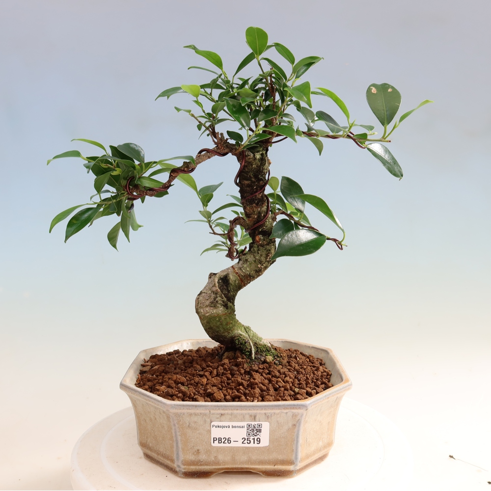 Pokój bonsai - Ficus retusa - figowiec drobnolistny