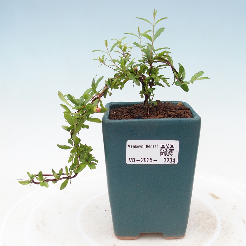 Pokój bonsai-Punica granatum nana-Granat