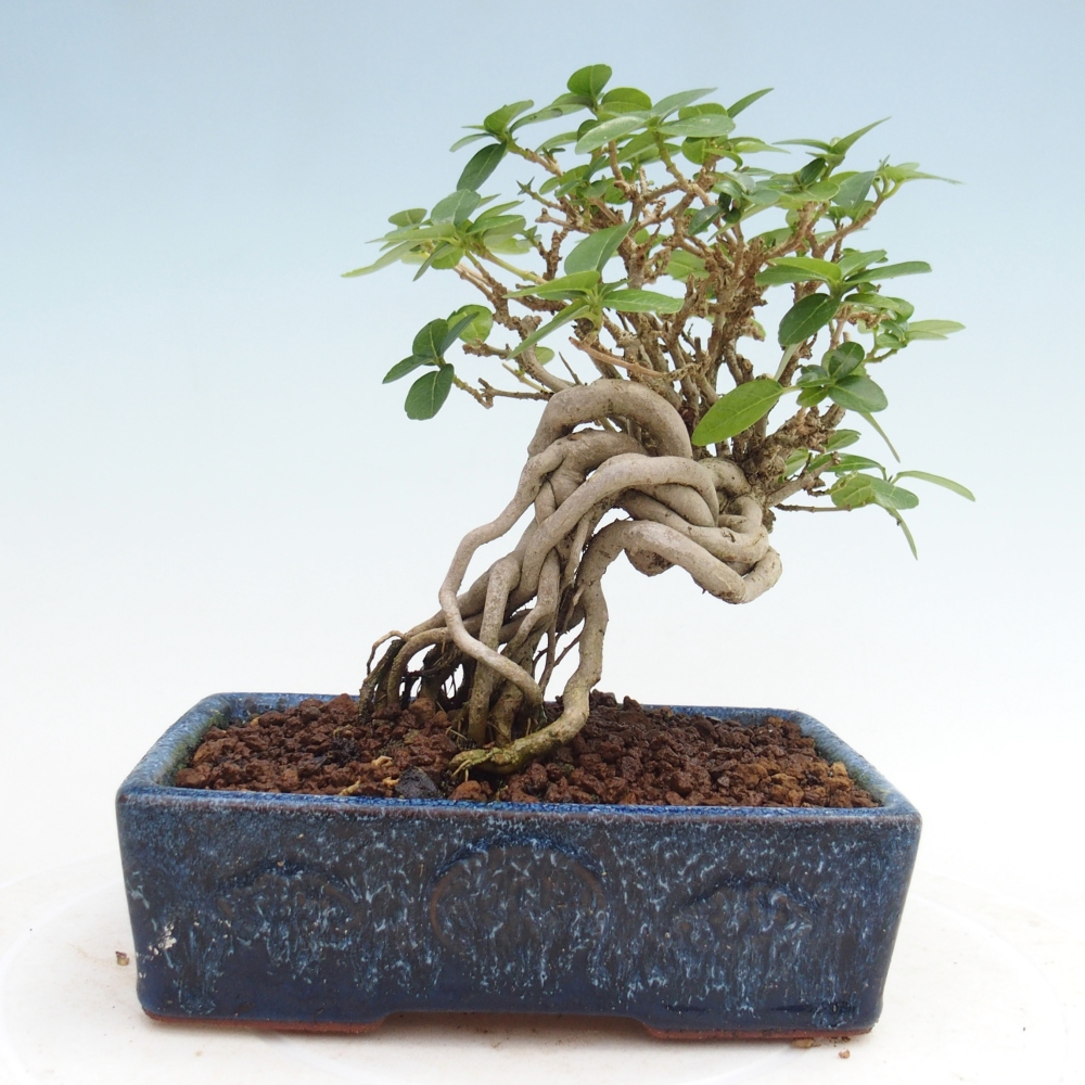 Indoor bonsai - Premna serratifolia - Kozlovna malolista