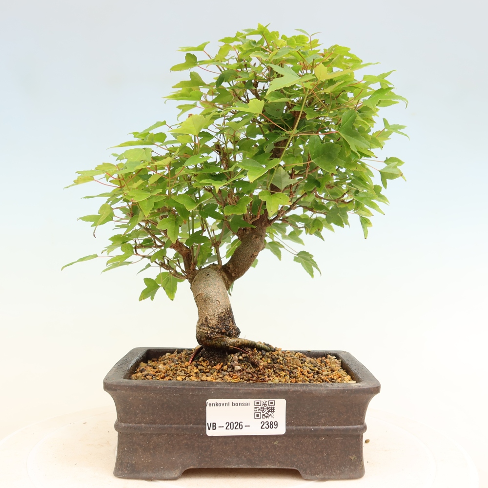Outdoor bonsai - Klon burgeryjski - Acer burgerianum