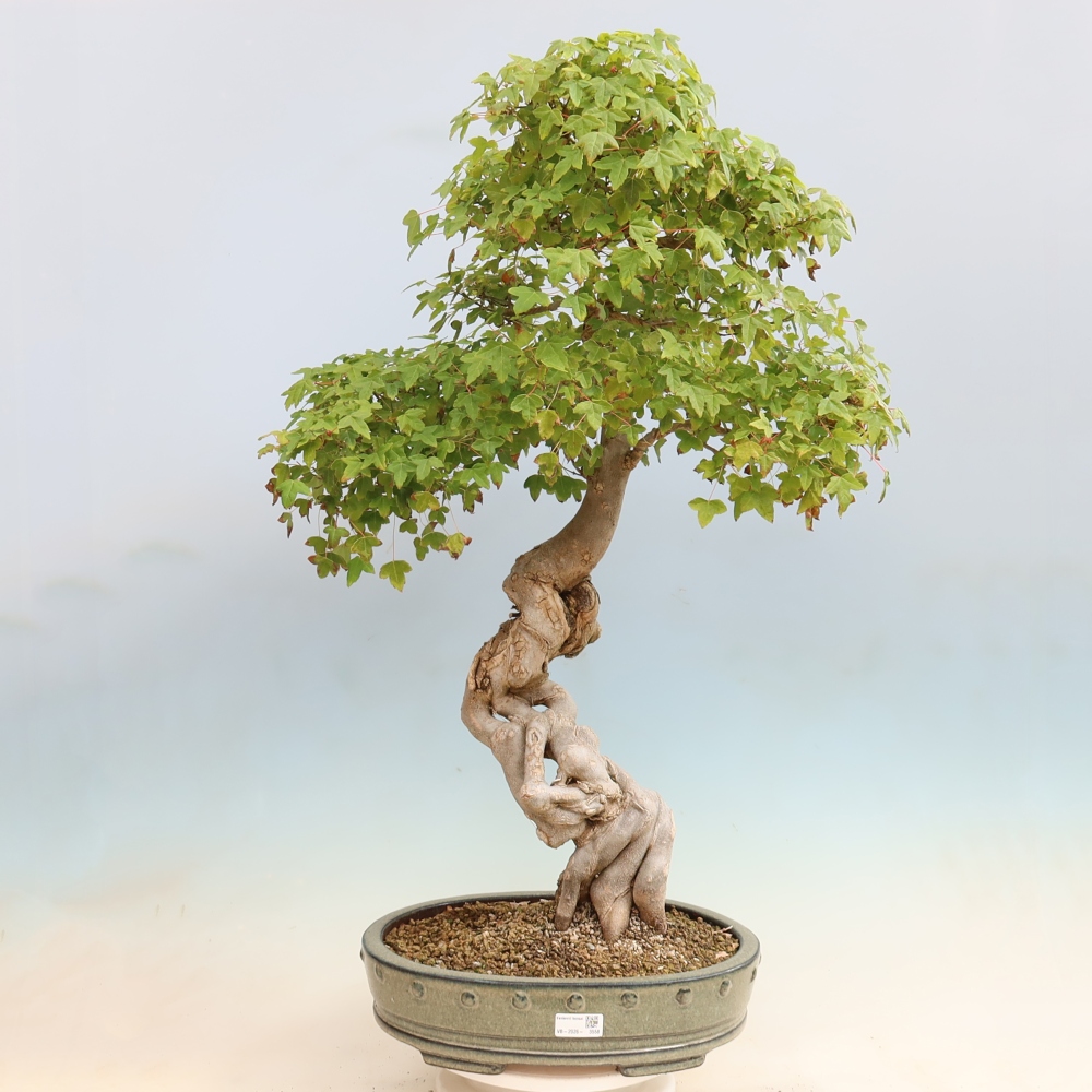 Outdoor bonsai - Acer Buergerianum - Klon Burger