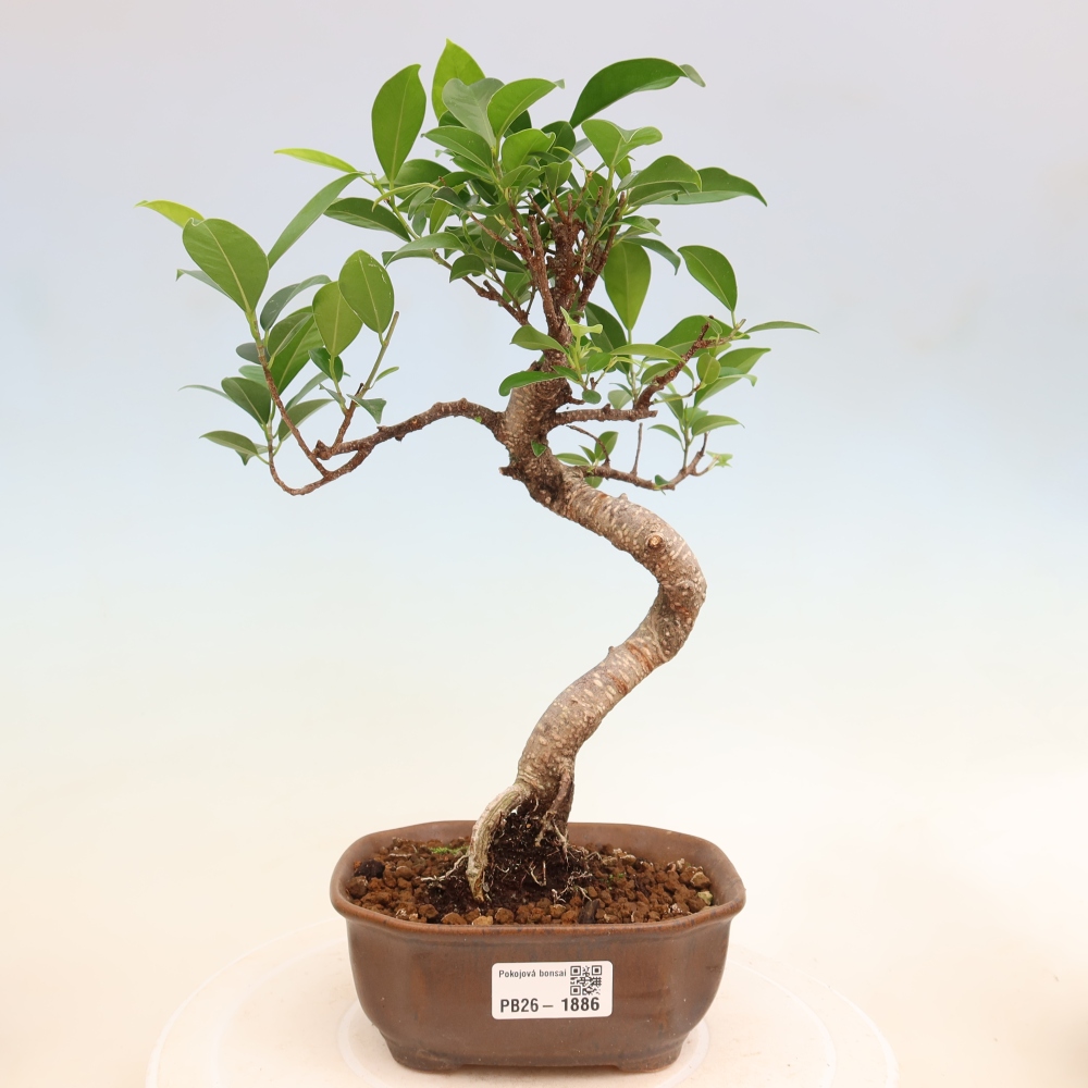 Pokój bonsai - Ficus retusa - figowiec drobnolistny