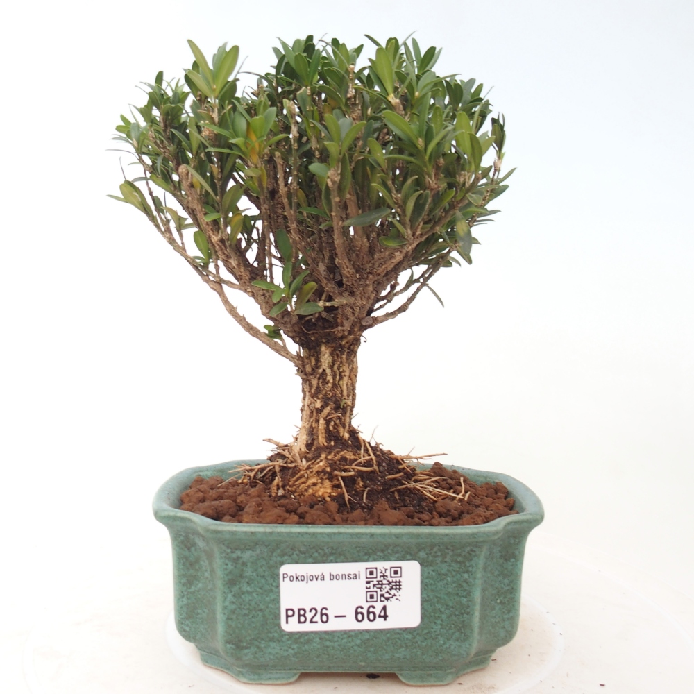 Pokój bonsai - Buxus harlandii - buxus korkowy