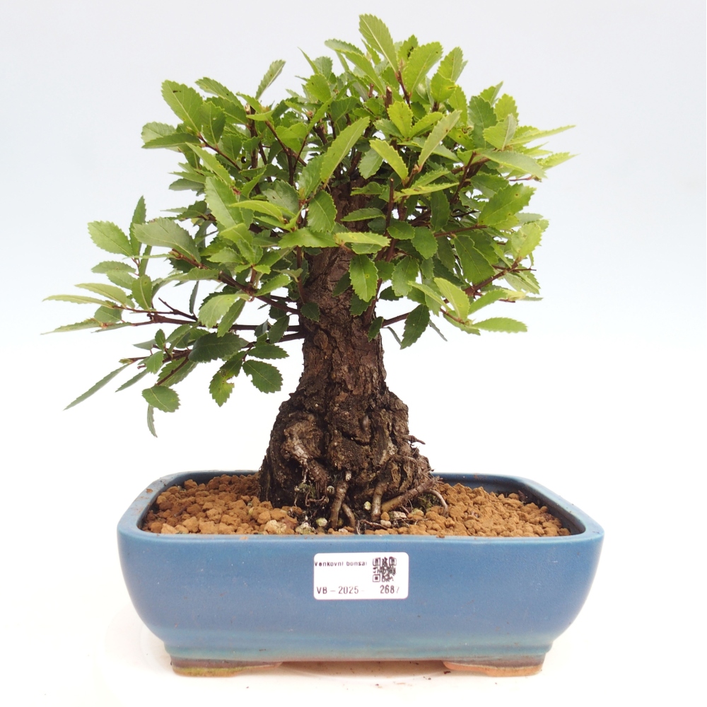Outdoor bonsai - Zelkova - Zelkova NIRE