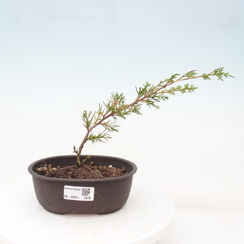 Outdoor bonsai - Juniperus chinensis Itoigawa - Jałowiec chiński