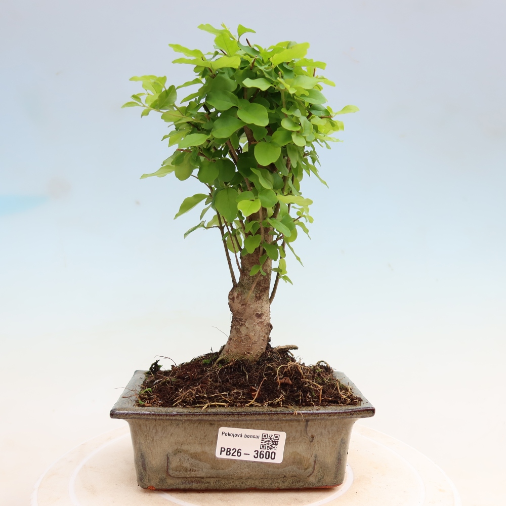 Pokój bonsai - Ligustrum chinensis - Dziób ptaka