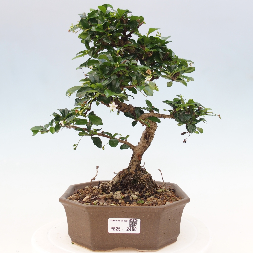 Pokój bonsai - Carmona macrophylla - Tea fuki