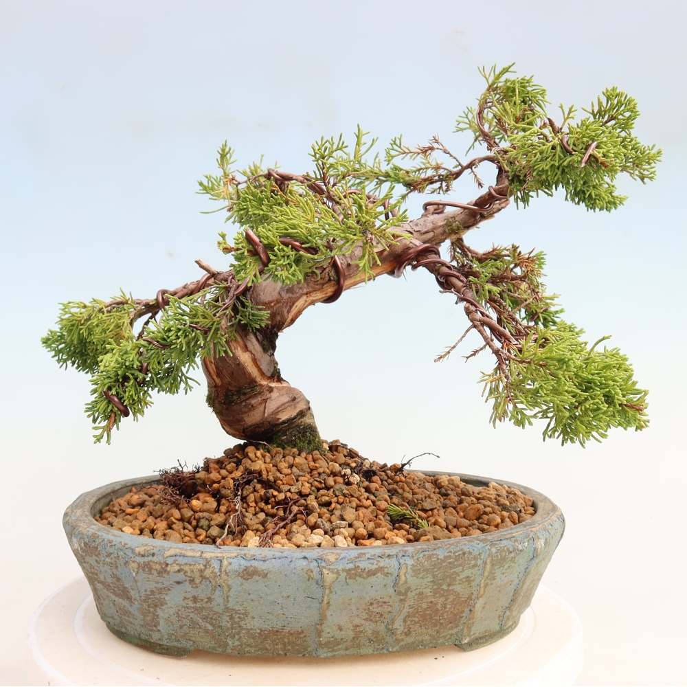 Bonsai ogrodowe – Juniperus chinensis Itoigawa – jałowiec chiński