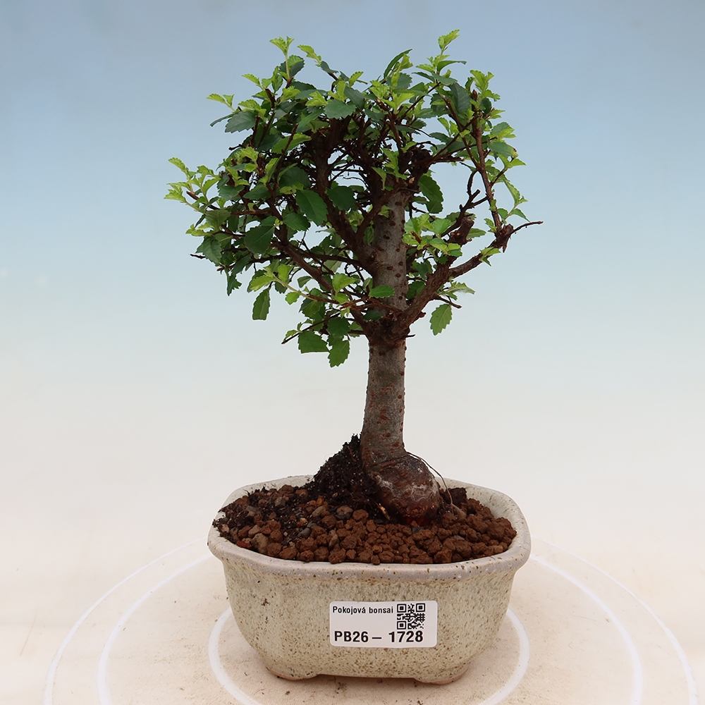 Pokój bonsai - Ulmus parvifolia - Wiąz drobnolistny