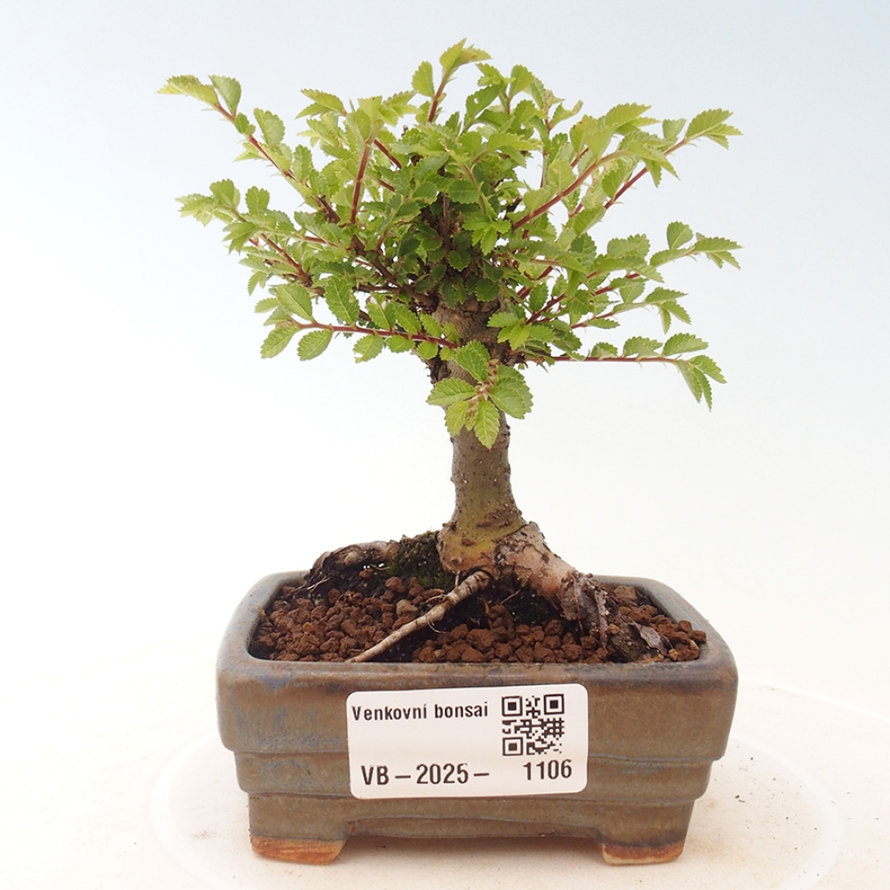 Bonsai zewnętrzne - Ulmus parvifolia Sagei - Wiąz drobnolistny