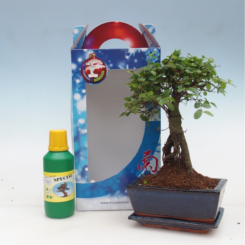 Ulmus parvifolia - wiąz chiński