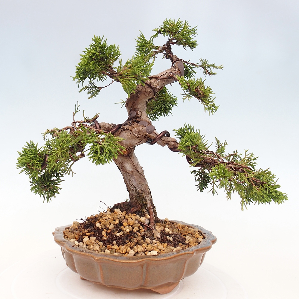 Outdoor bonsai - Juniperus chinensis Itoigawa - Jałowiec chiński