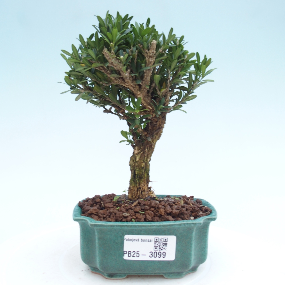Pokój Bonsai - Buxus harlandii - Bukszpan korkowy