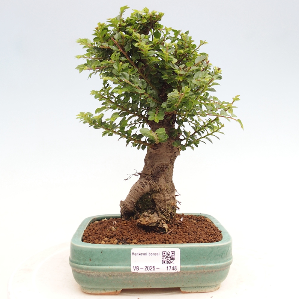 Bonsai zewnętrzne - Ulmus parvifolia Hokkaido - wiąz chiński