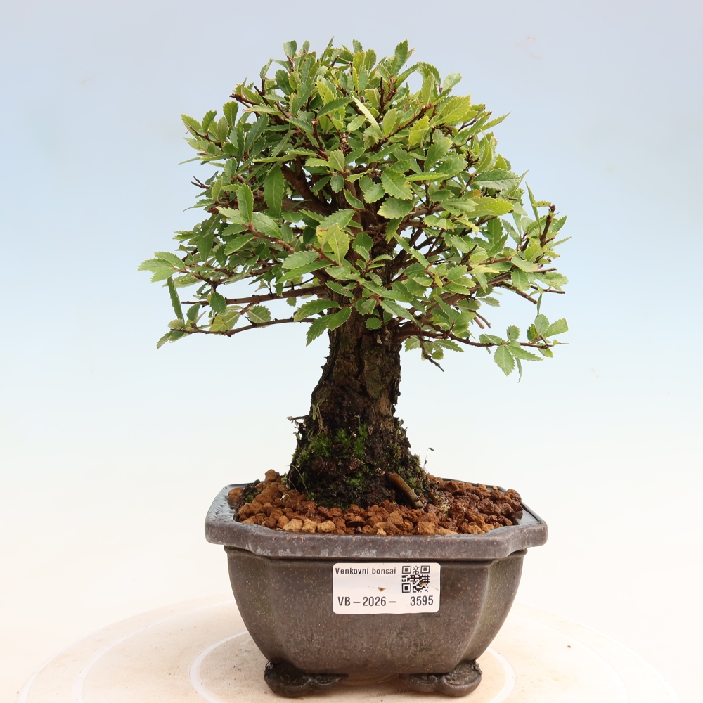 Bonsai zewnętrzne - Zelkova - Zelkova NIRE