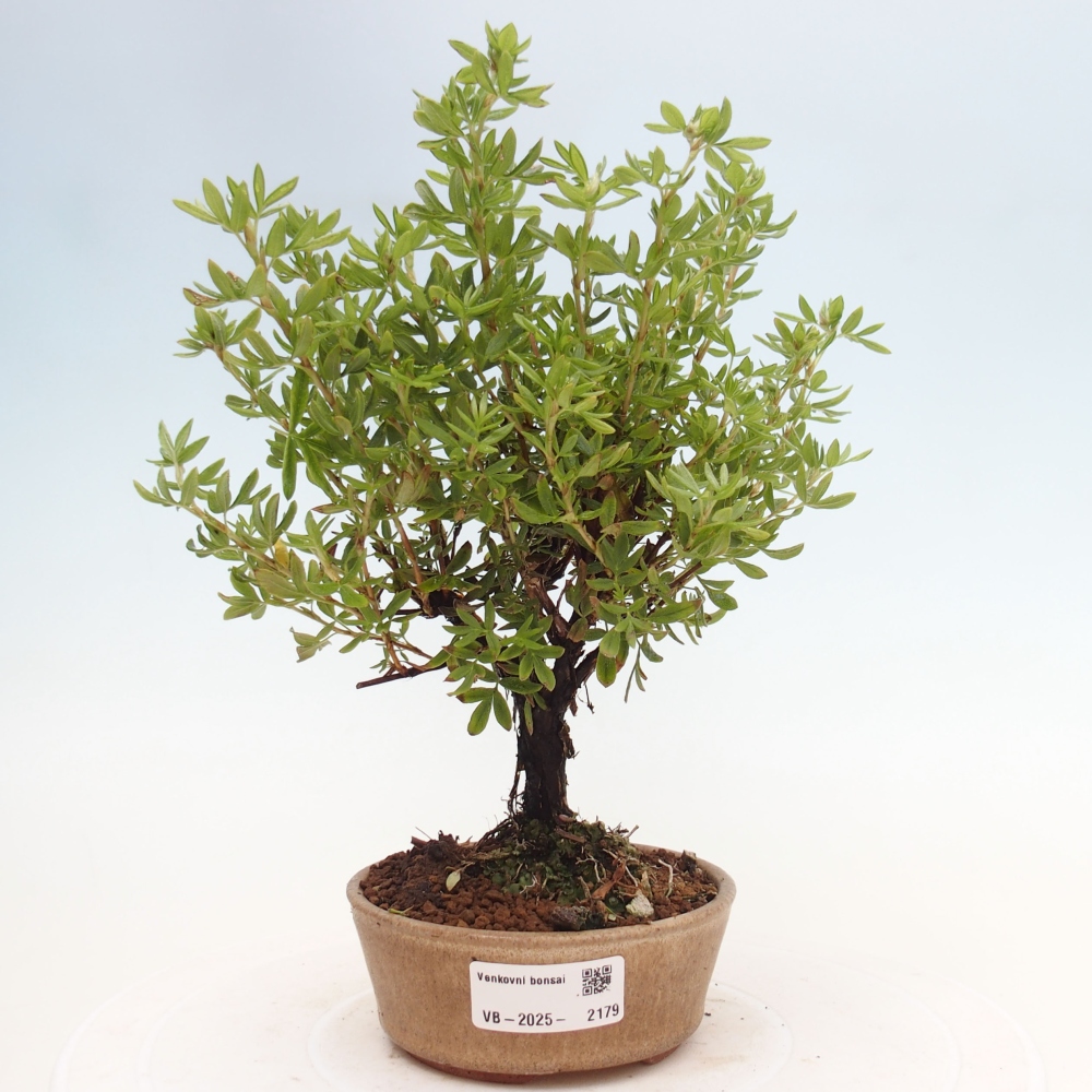 Outdoor bonsai-Pięciolistnik - Potentila fruticosa żółty Ptak