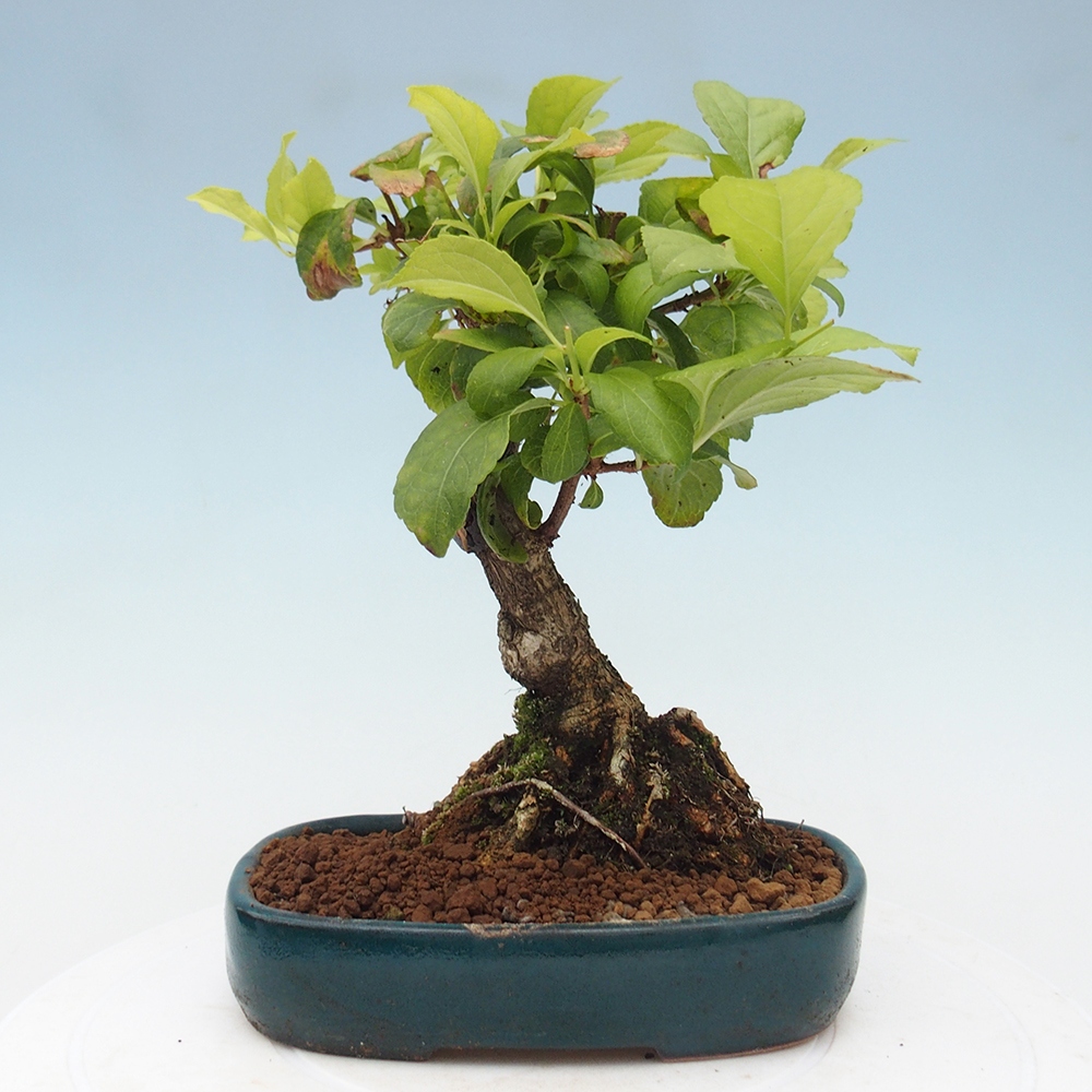 Bonsai na zewnątrz - Celastrus Jesenec