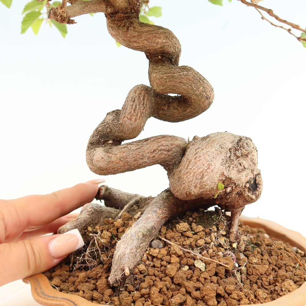Outdoor bonsai - Carpinus coreana - grab koreański