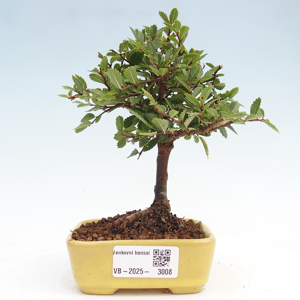 Bonsai zewnętrzne - Ulmus parvifolia Sagei - Wiąz drobnolistny