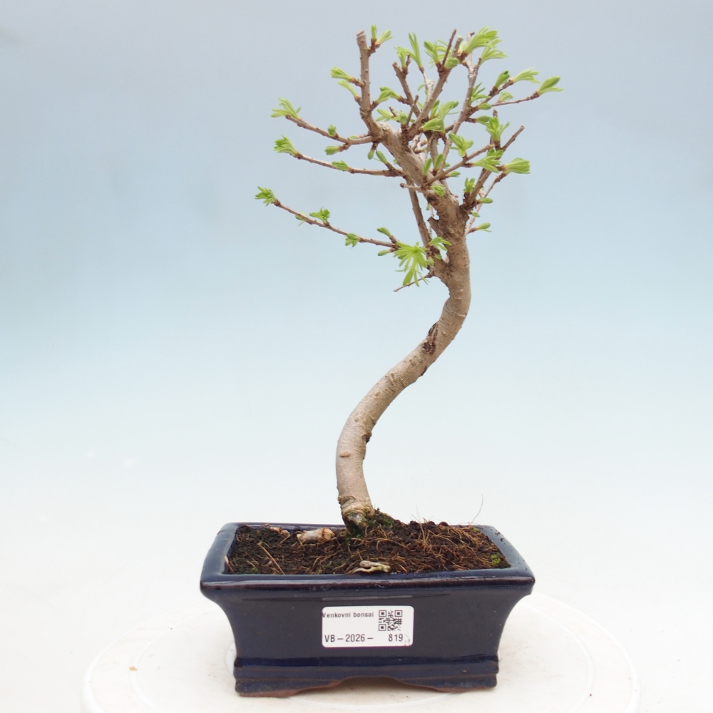 Bonsai zewnętrzne - Pseudolarix amabis-Pseudolarix amabis