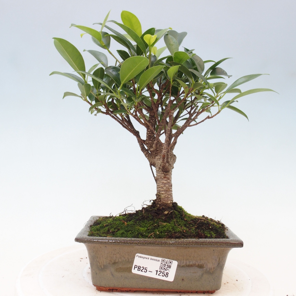 Bonsai wewnętrzne - Ficus retusa - figowiec drobnolistny
