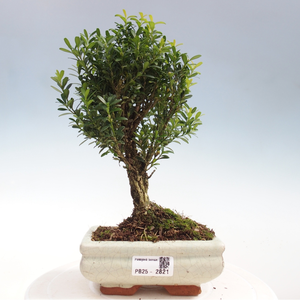 Pokój Bonsai - Buxus harlandii - Bukszpan korkowy