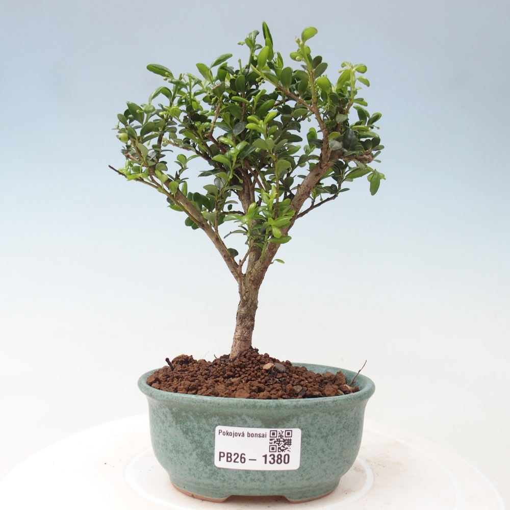 Pokój bonsai - Ilex crenata - Ostrokrzew