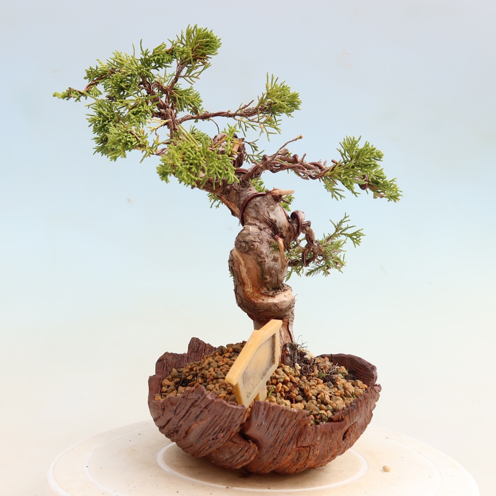 Bonsai ogrodowe – Juniperus chinensis Itoigawa – jałowiec chiński