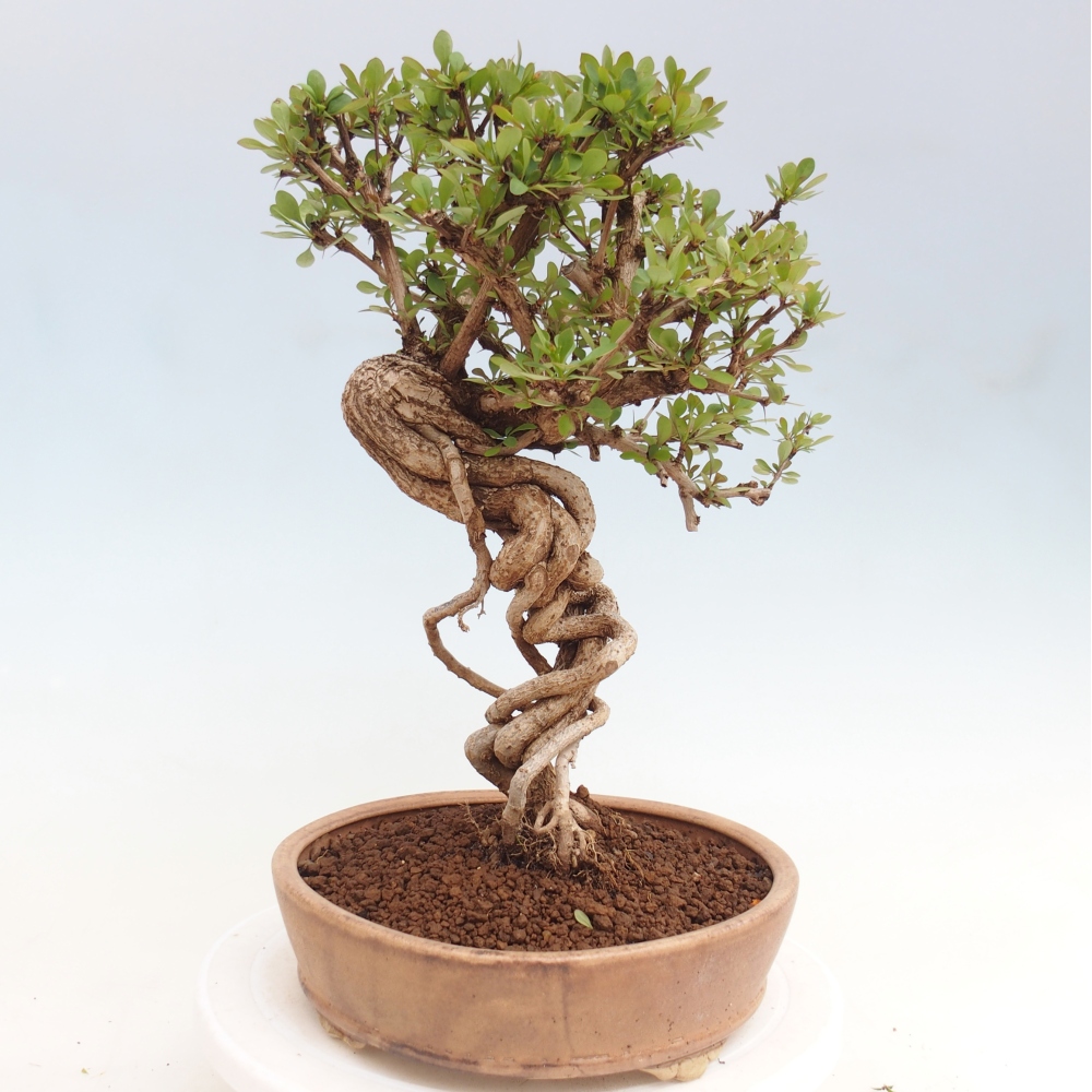 Bonsai zewnętrzne - Berberis coreana