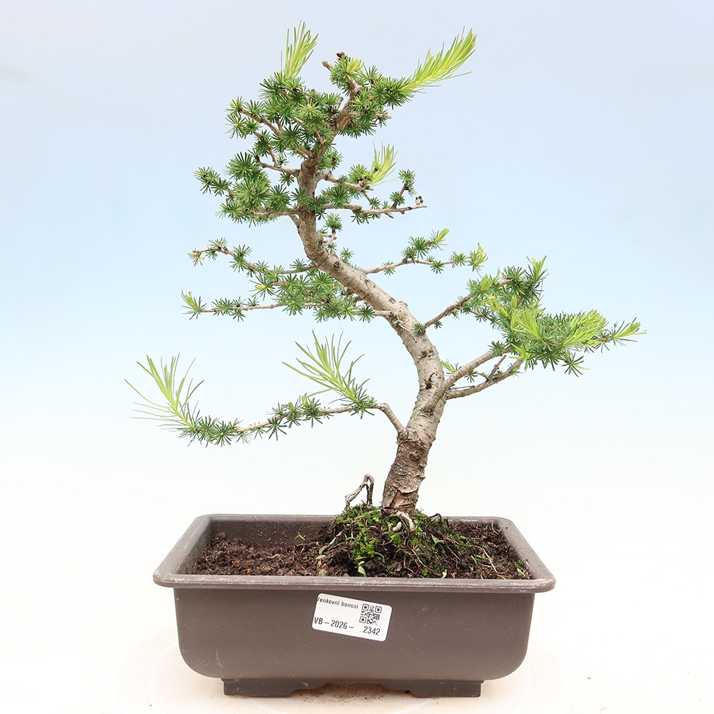 Bonsai zewnętrzne - Larix decidua - Modrzew