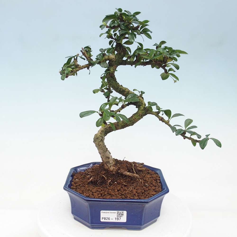 Bonsai pokojowe - Carmona macrophylla - Tea fuki