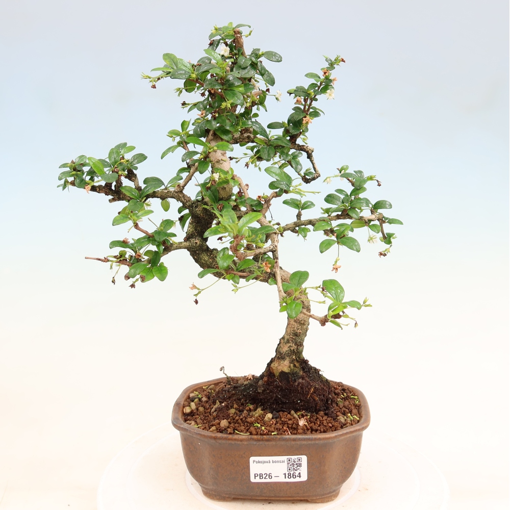 Bonsai pokojowe - Carmona macrophylla - Tea fuki