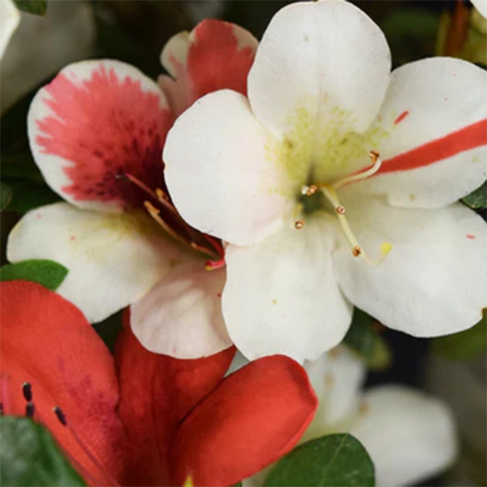 Bonsai zewnętrzne - Azalia japońska - Azalia Karenai-no-tenshi