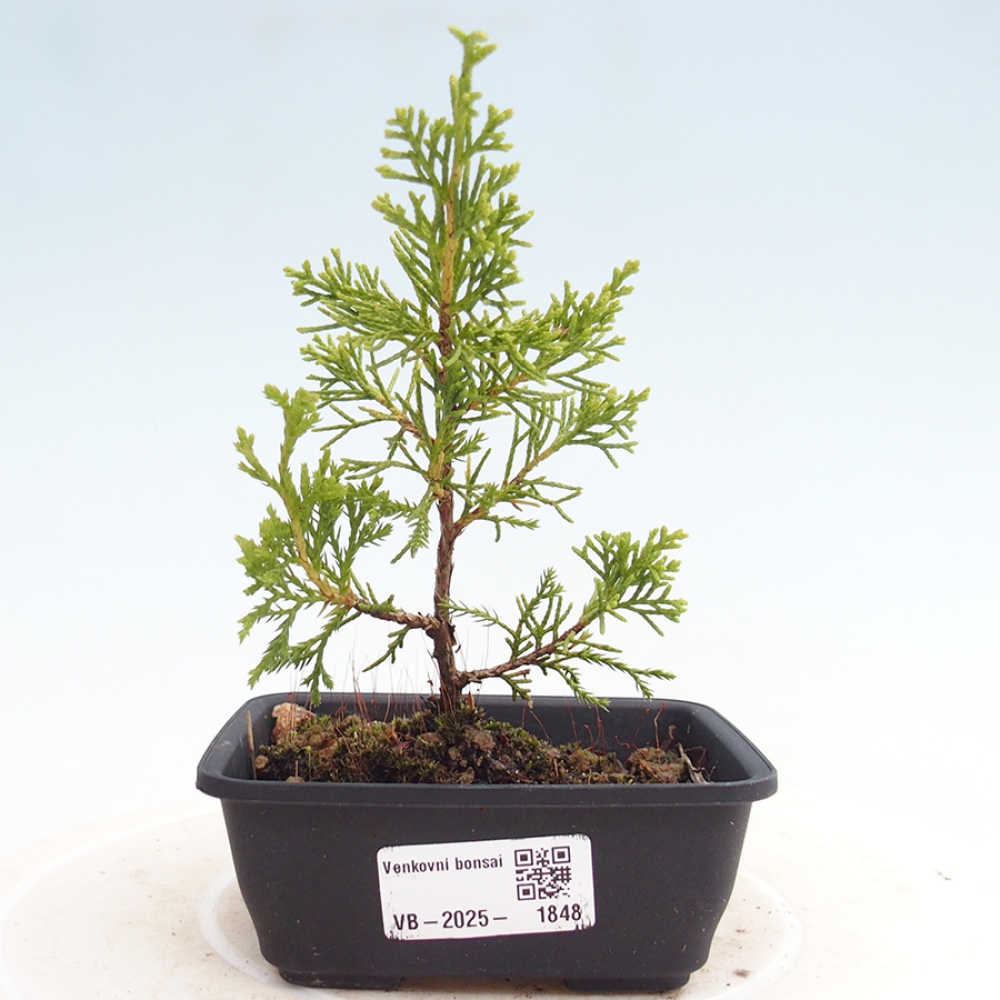 Outdoor bonsai - Juniperus chinensis Itoigawa - Jałowiec chiński