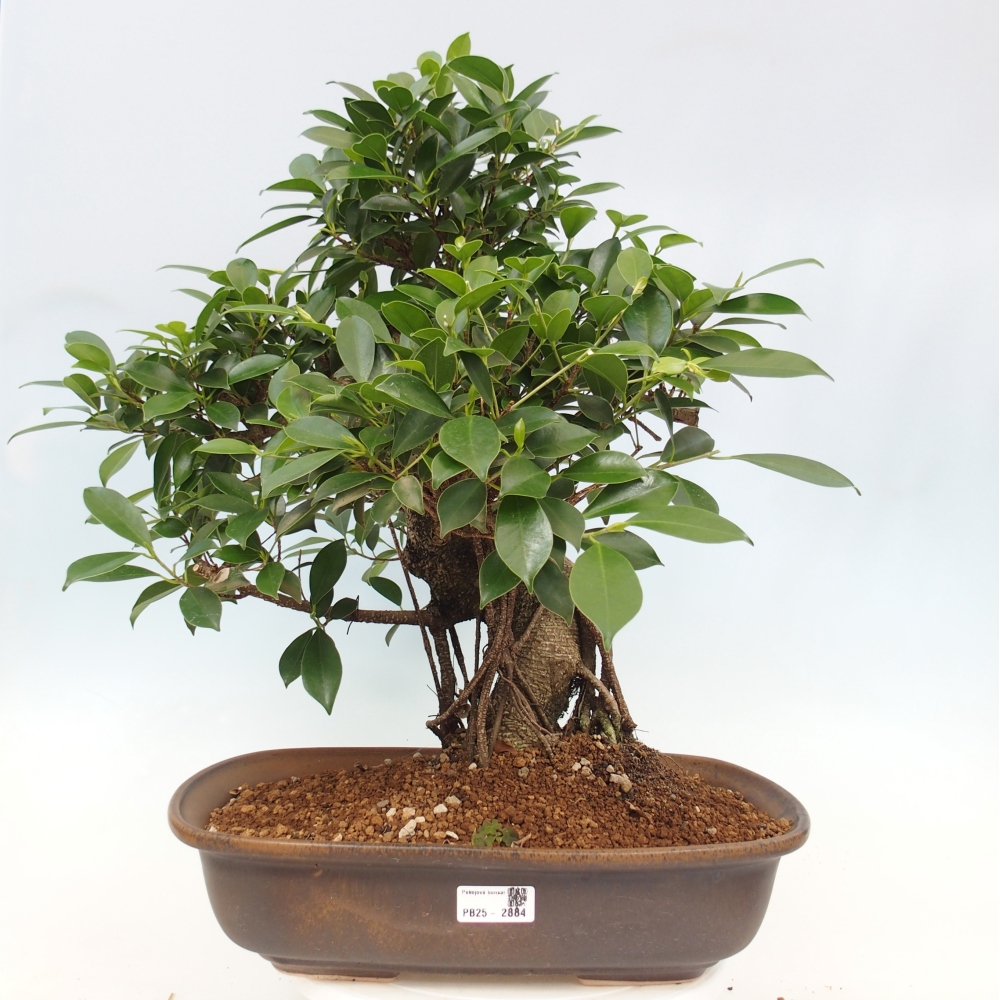 Bonsai pokojowe - Ficus kimmen - figowiec drobnolistny - WYŁĄCZNIE ODBIÓR OSOBISTY lub transport paletowy