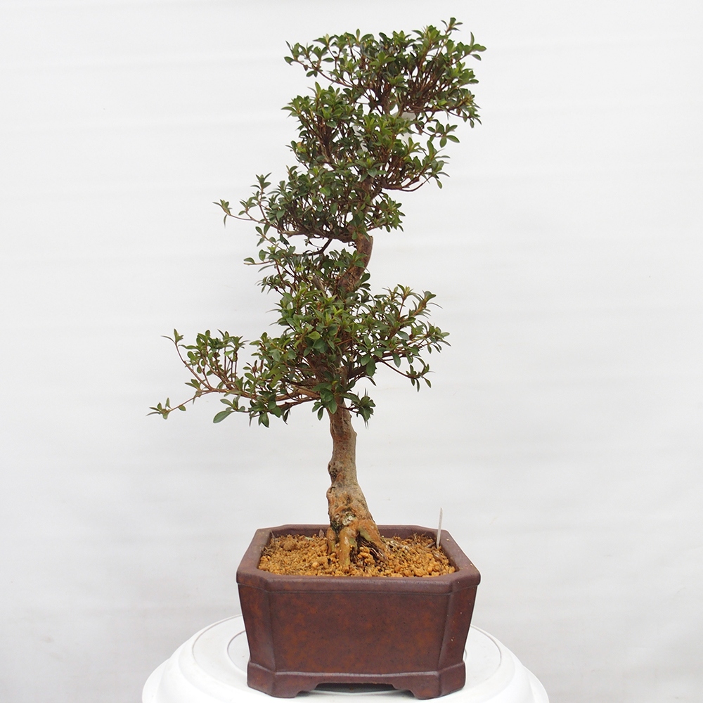 Bonsai zewnętrzne - Azalia japońska - Azalia Hanatsuzuri
