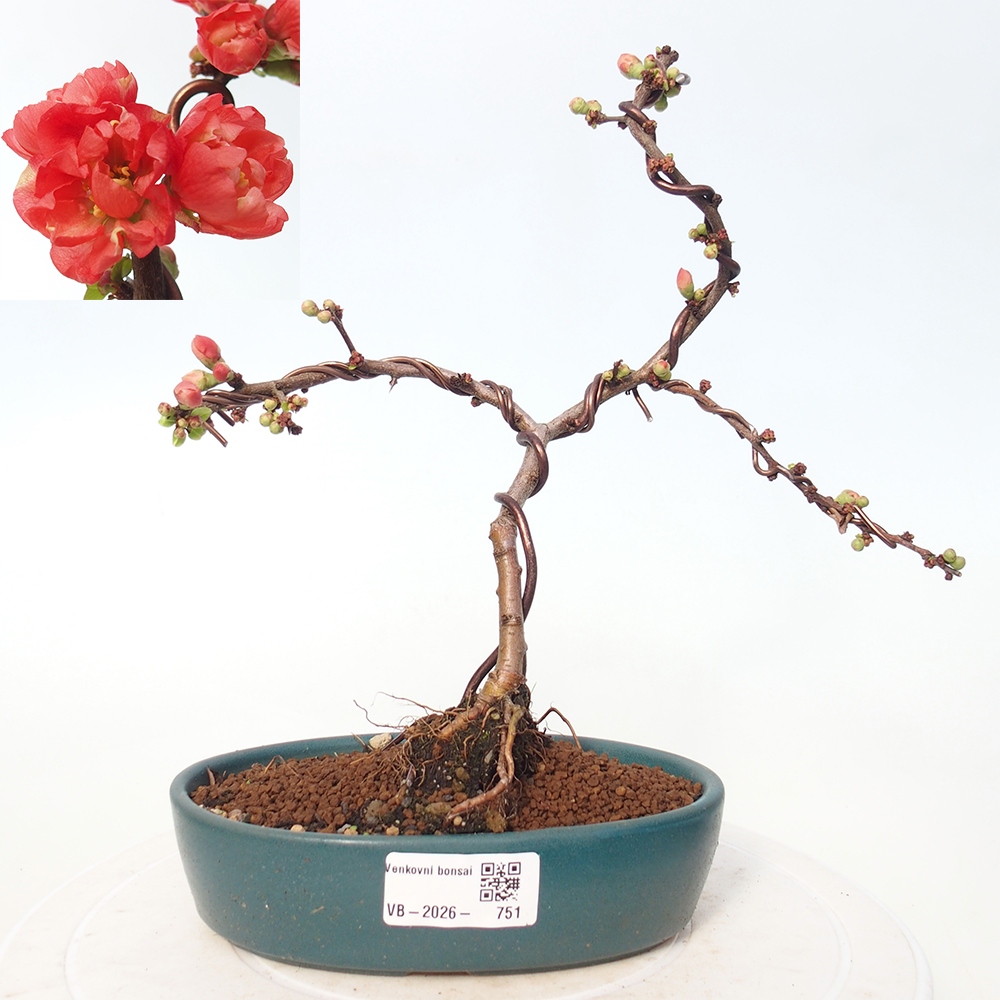 Outdoor bonsai - Chaneomeles s. Red Joy - Pigwa