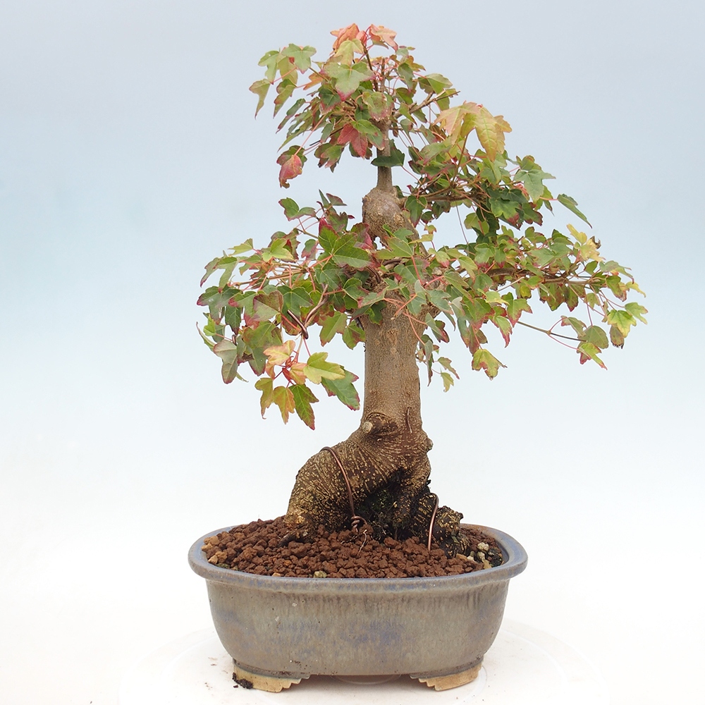 Outdoor bonsai - Acer Buergerianum - Klon Burger