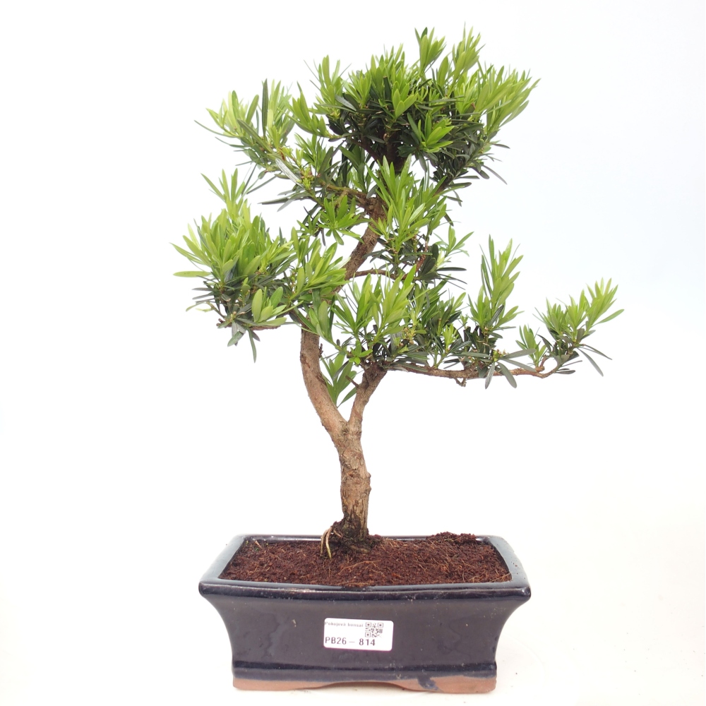 Pokój bonsai - Podocarpus - Kamienny cis