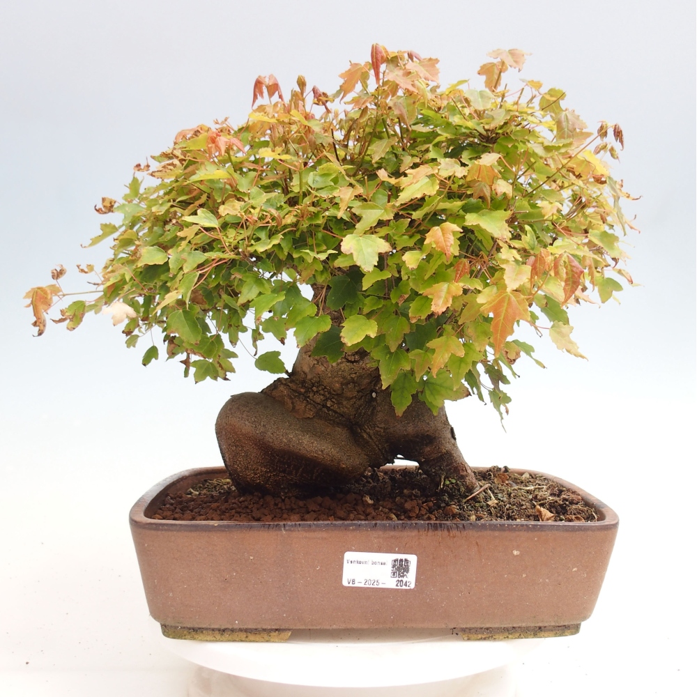 Outdoor bonsai - Maple Buergerianum - Burger Maple