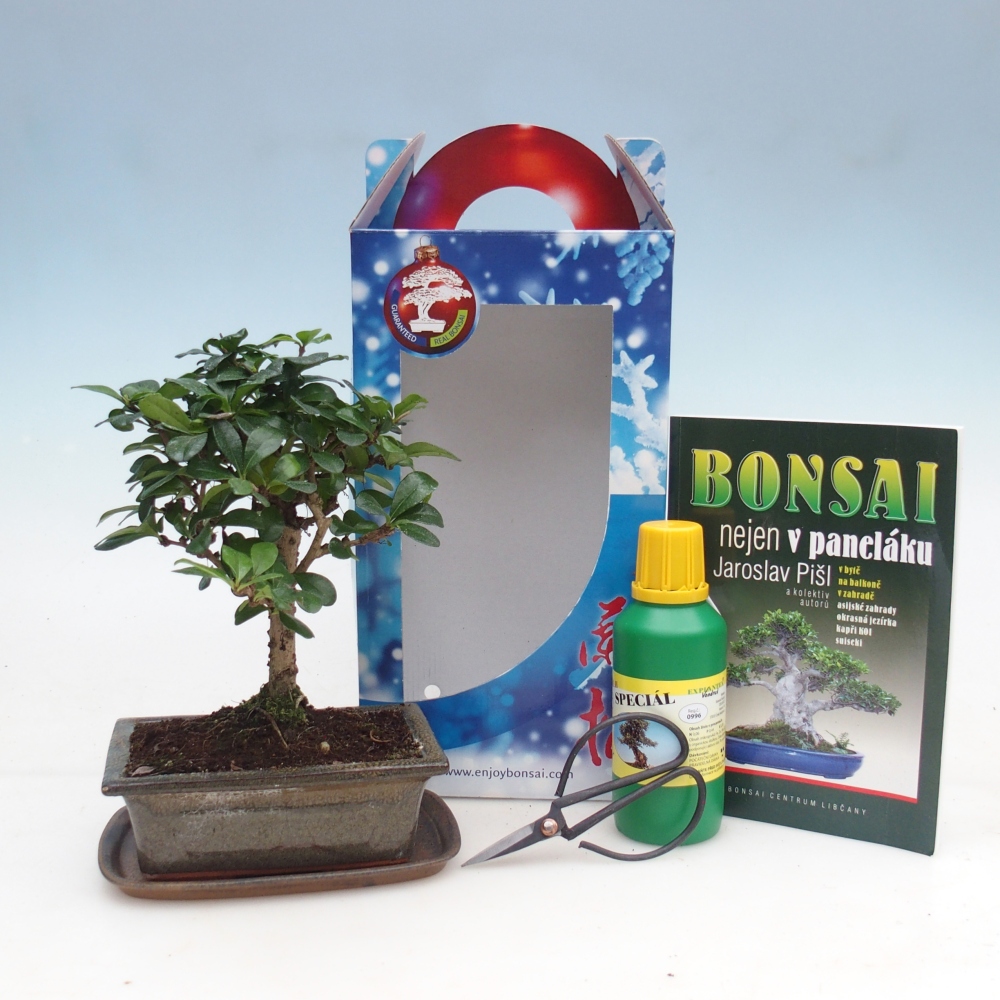 Bonsai pokojowe w pudełku upominkowym Carmona microphylla - Tea fuki
