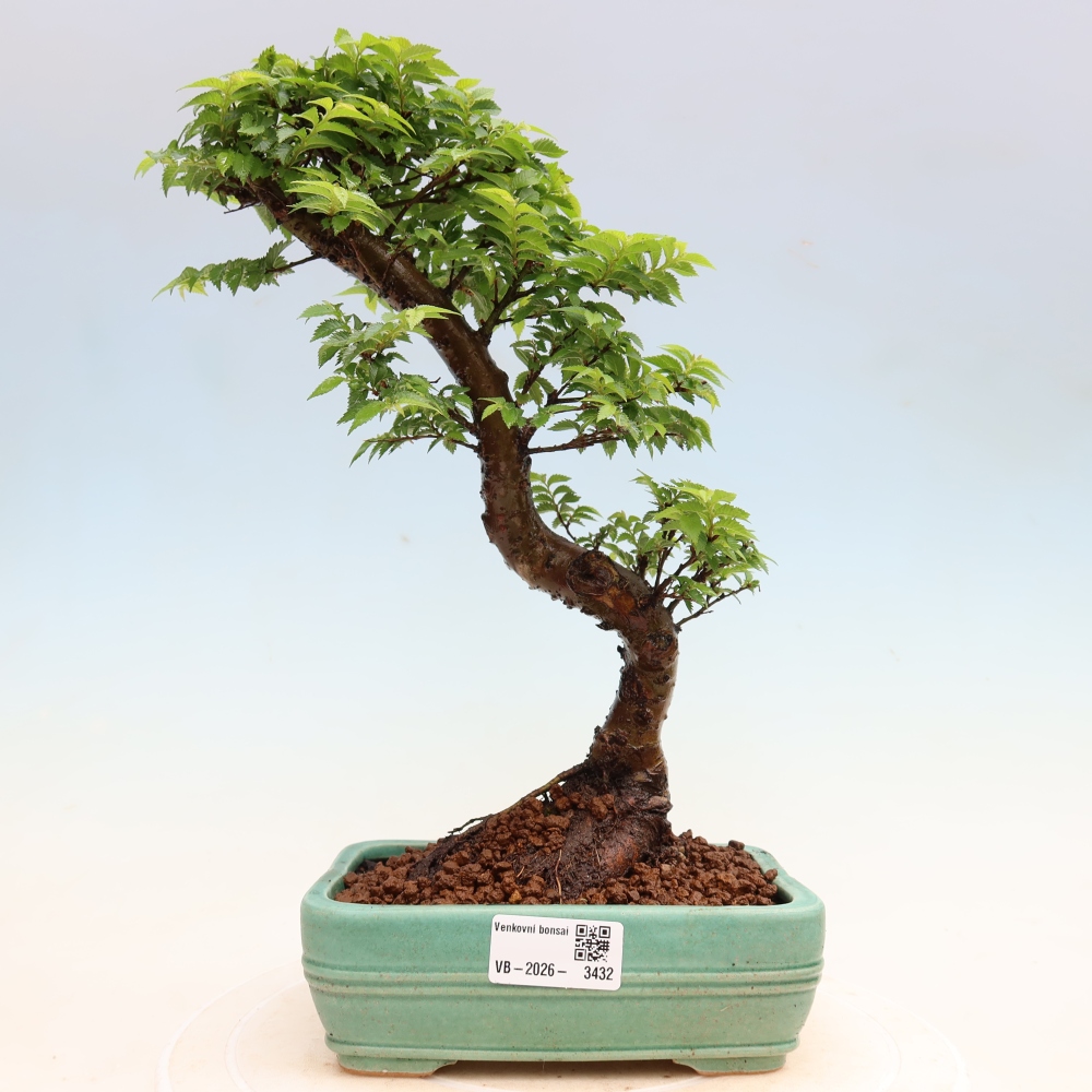 Bonsai ogrodowe – Ulmus Jacqueline Hillier – wiąz piękny