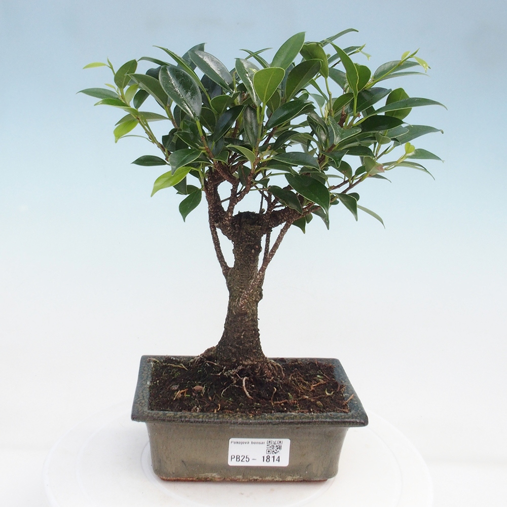 Bonsai wewnętrzne - Ficus retusa - figowiec drobnolistny