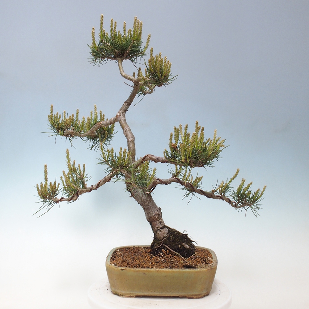Outdoor bonsai - Pinus Sylvestris - sosna zwyczajna
