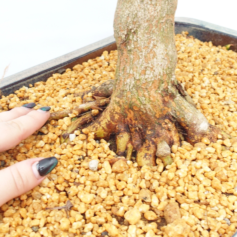 Bonsai zewnętrzne - Azalia japońska - Azalia Saishun