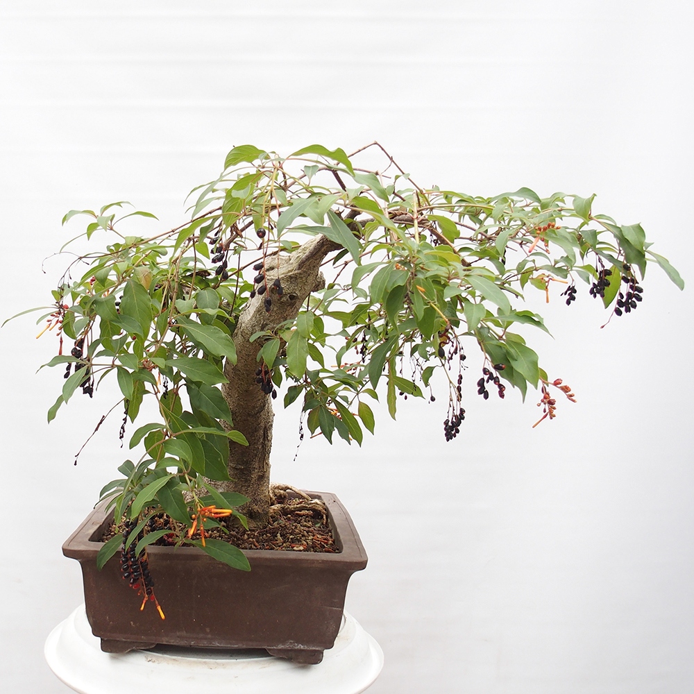 Bonsai pokojowe - patent Hamelia