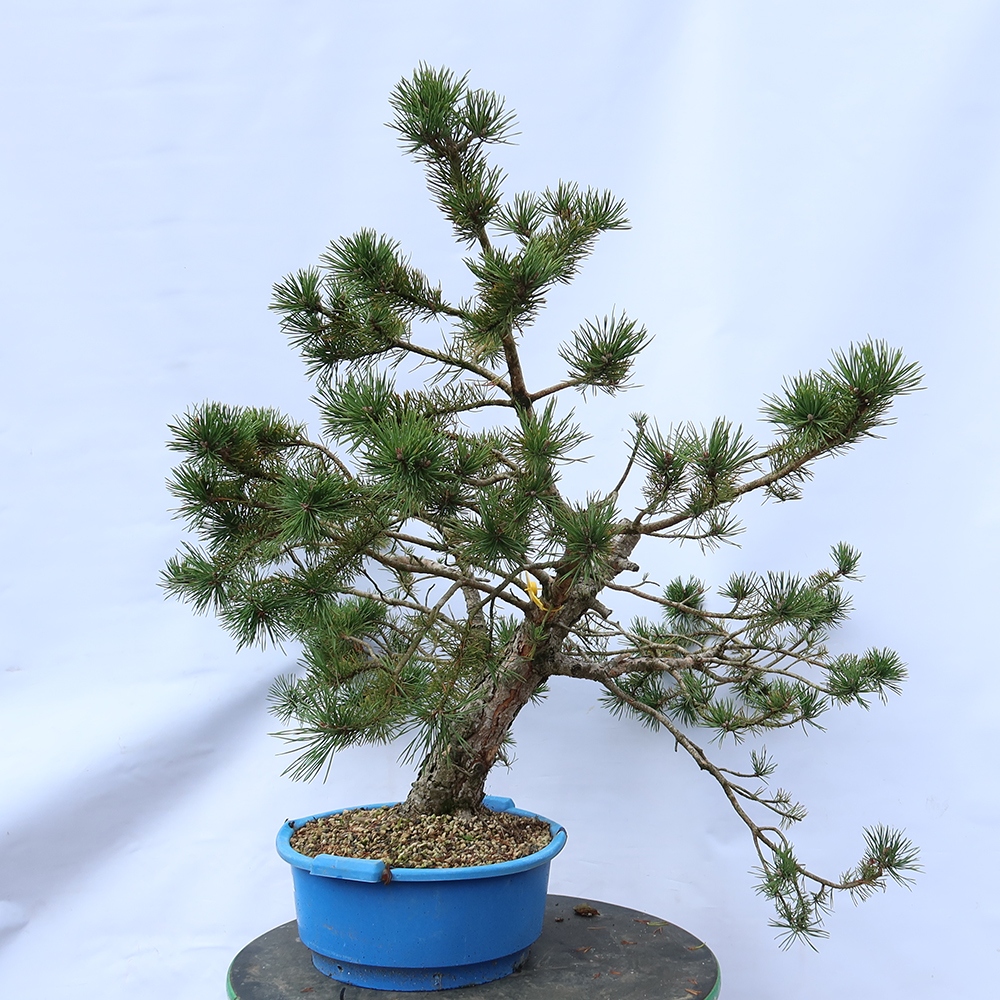 Pinus sylvestris Hiszpania – sosna zwyczajna